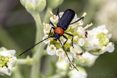 Beetle March 2025